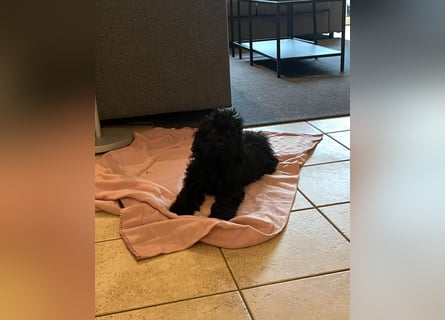 Wunderschöne Mini/Medium Goldendoodle Hündin in schwarz-braun zu verkaufen 6 Monate alt max.38cm