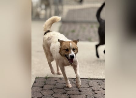 Adel – für Menschen, die lieber einen Hund richtig lieben als zwei halb“