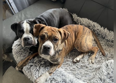 Continental Bulldog Hündin