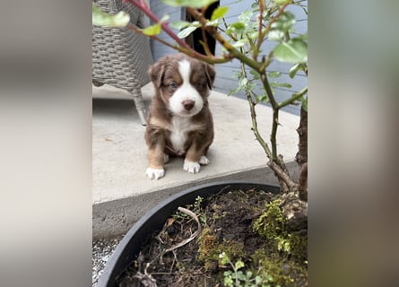 Mini Australien Shepherd Welpen suchen Traumzuhause