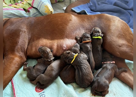 Rhodesian Ridgeback Welpen *livernose* 19./20.Mai2025
