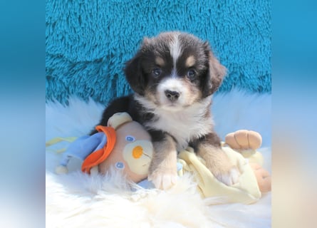 Super schöne Miniature Australian Shepherd Schmusebärchen aus liebevoller Hausaufzucht .