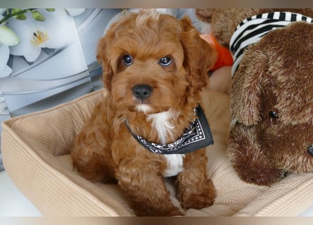 Wunderschöne Cavapoo Welpen F1 (Toypudel/Zwergpudel + Cavalier King Charles Spaniel) mit Ahnentafel