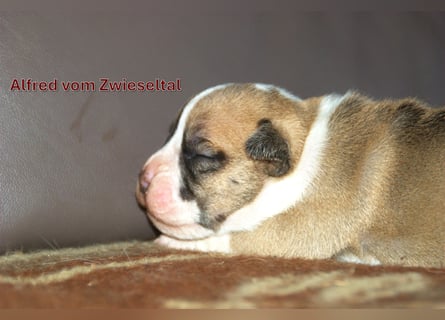 Continental Bulldogs vom Zwieseltal