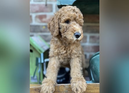 GoldenDoodle Welpen 