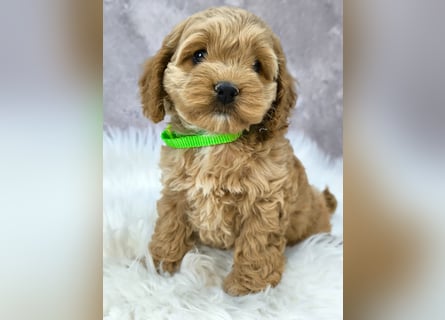 Schöne Cockapoo-Welpen