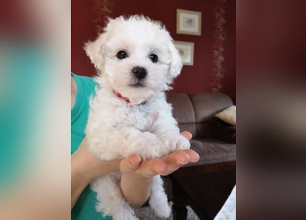 2 wunderschöne Bichon Frise Welpen im Teddylook