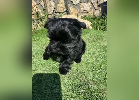 Yorkshire terrier schwarz mädchen