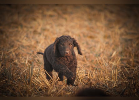 Irish Water Spaniel Welpen / Nichthaarend / FCI - VDH Zucht