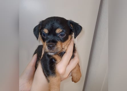 Süße Chorkie-Welpen black and tan & beige MIX !!!