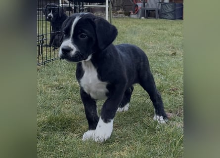 Cane Corso - Dogo Argentino Mischlingswelpe Hündin