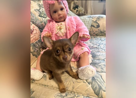 Chihuahua Welpen