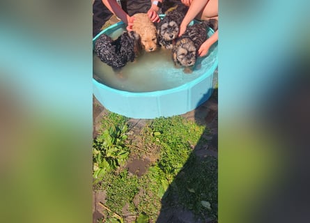 Cockapoo Welpen Englisch Cockerspaniel x Pudel