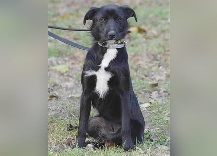 ❤️ liebebedürftige FARAH - 1,5 Jahre, 42cm - Mischlingshündin