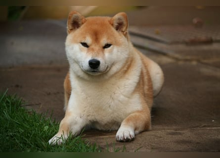 Wunderschöne Shiba Inu Welpen suchen ein liebevolles Zuhause!