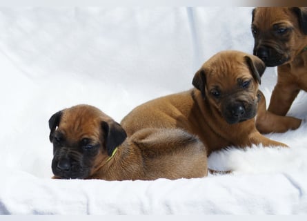 wunderschöne Rhodesian Ridgeback Welpen ! ! ! absolut vitale und einwandfreie kleine Engel