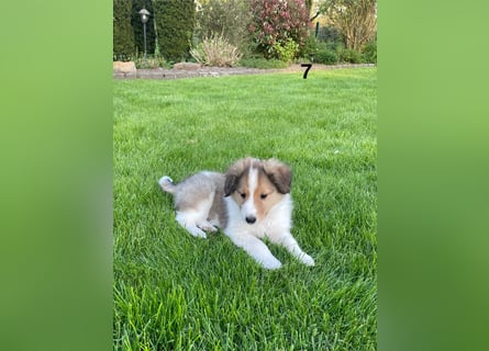 Colliewelpen suchen ein Zuhause!