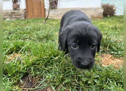 Labrador Mix Welpen