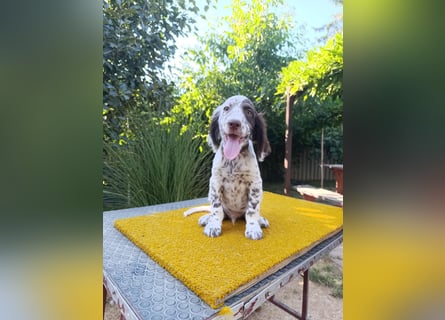 English setter Welpen (3 Rüden, 2 Hündinnen)