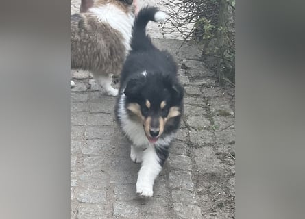 Colliewelpe im amerikanischen Typ