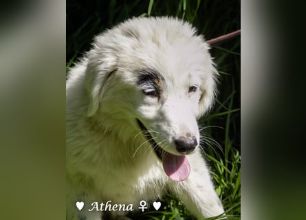 Athena sucht ein Zuhause