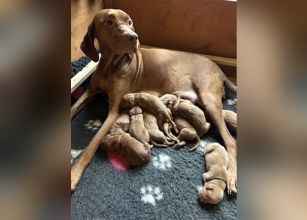 Magyar Vizsla aus Jagdlicher Leistungszucht. Ein Rüde sucht noch sein perfektes Zuhause