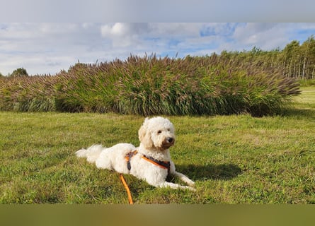 GOLDENDOODLE Traum ! Bezaubernde Welpen aus langjähriger+überprüfter Familienaufzucht.