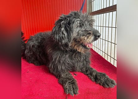 liebenswerte DORKA - 9 Jahre, 38cm/10,5kg - Schnauzer-Mix