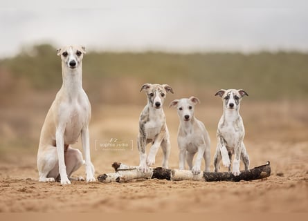 Whippet Welpe mit Ahnentafel