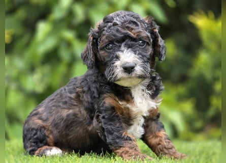 Cavapoo welpen