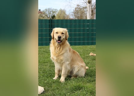 Golden Retriever Deckrüde mit FCI-Ahnentafel