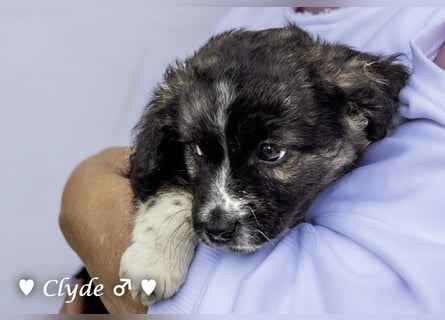 Winzling Clyde, Alopekis-Mix,  sucht ein Zuhause