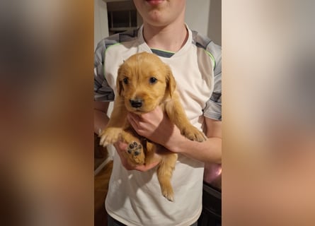Golden Retriever Welpen