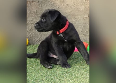 Australian Shepherd Labrador Welpen Aussiedor