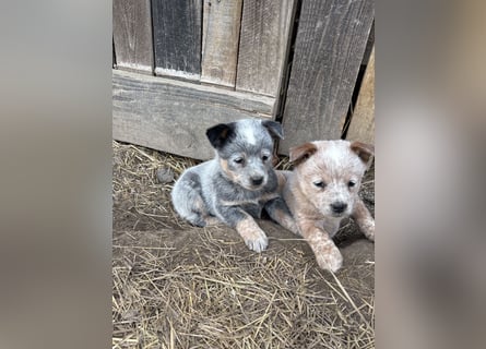 Australian Cattle Dog Rüde