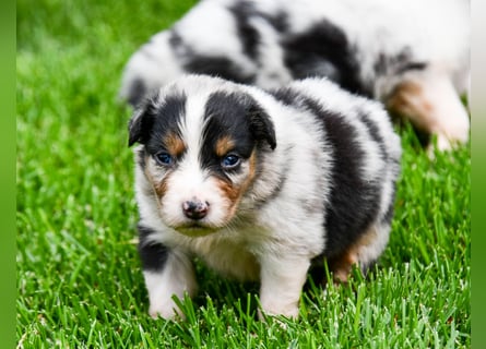 Australian Shepherd Welpen