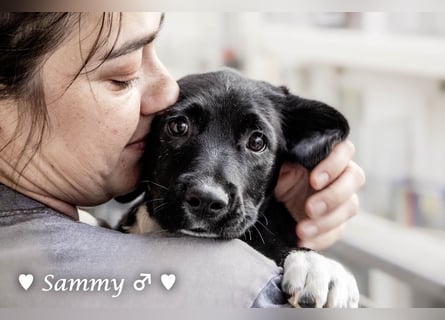 Kokonimix Tammy und Sammy suchen ein Zuhause