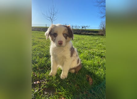 Süsse Australian Shepherd Welpen suchen neues Zuhause