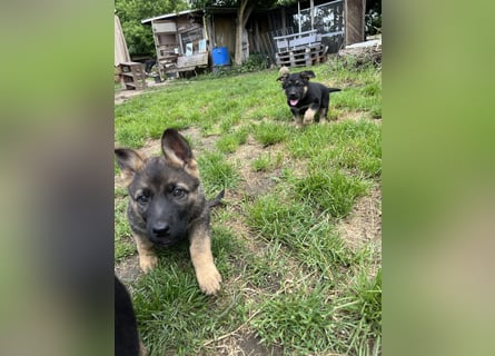 Deutscher Schäferhund Welpen