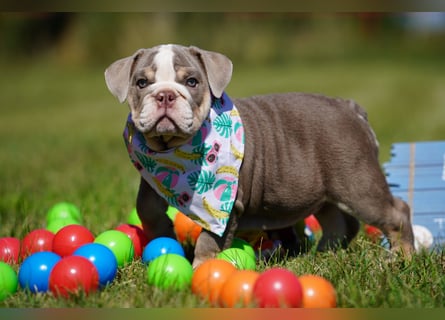 Reinrassige Freiatmende Englische Bulldogge Welpen auf Familiensuche