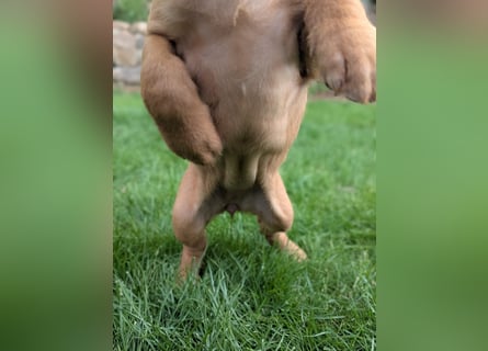Ungarisch-Drahthaar-Welpen (UD) - Magyar Vizsla