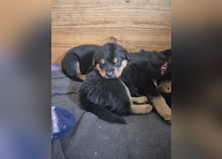 Rottweiler Schäferhund Mischling