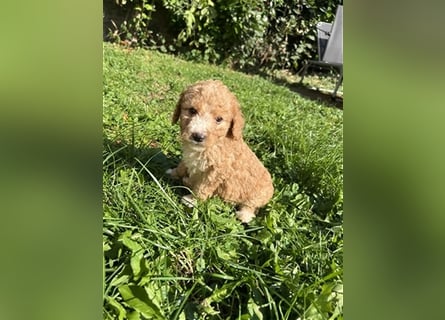 Mini Goldendoodel Welpen F3 - abzugeben ab Ende Oktober