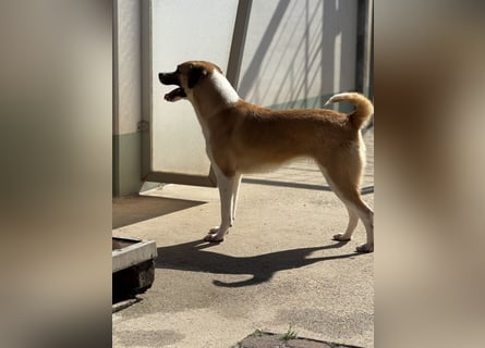 Die liebenswerte BOUNTY sucht ihr Zuhause!