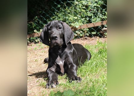 Zwei Deutsche Dogge Welpen mit VDH/DDC Papieren suchen noch ein schönes Zuhause.