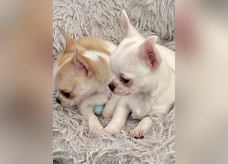 Chihuahua Rüden 9 Wochen alt mit Ahnentafel