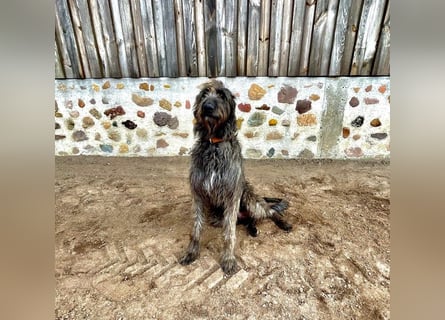 Irische Wolfshunde/ Irish Wolfhound Welpen