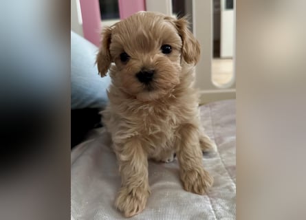 Maltipoo Welpen Rüde