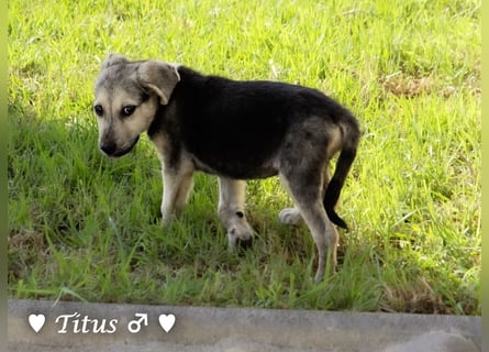 Titus und seine Geschwister suchen ab September ein Zuhause