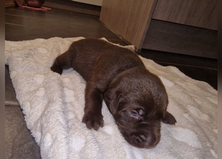 Ein brauner Labradorwelpe (Hündin) in liebevolle Hände abzugeben.